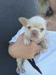 Chihuahua Mini .  Menino .Cabeça maçã. Linhagem russa