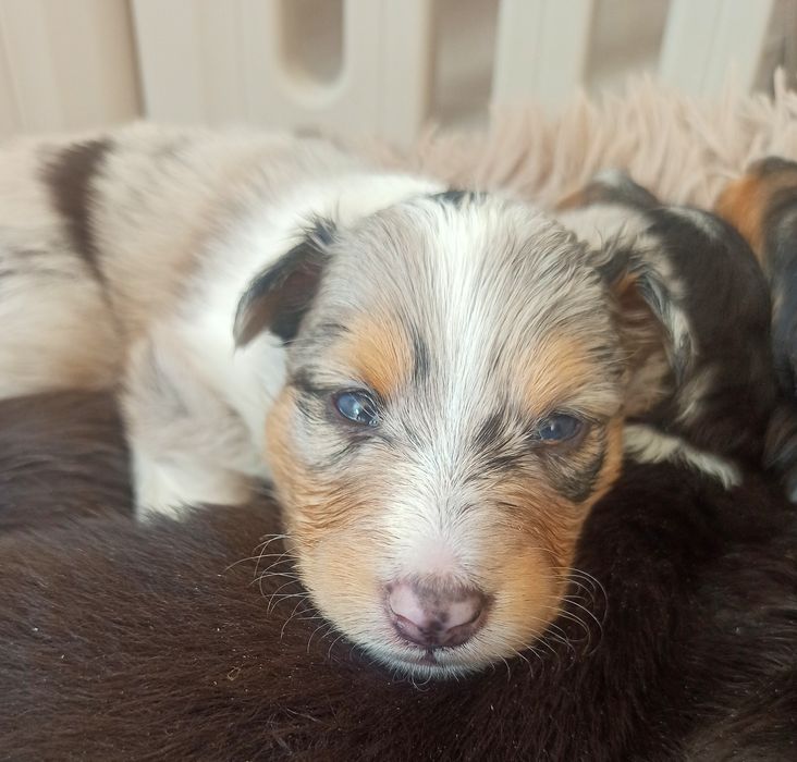 Owczarek szetlandzki suczka Blue merle