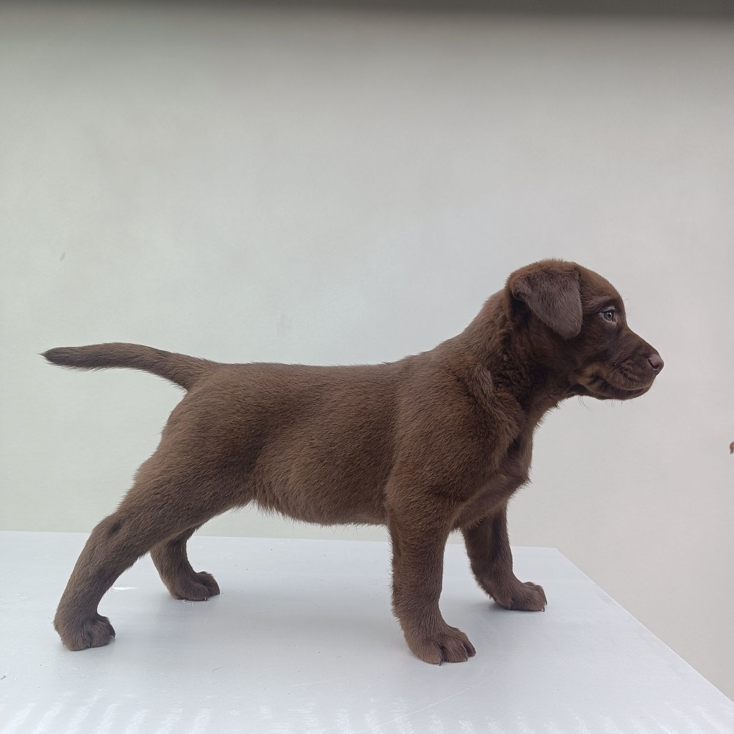 Labrador retriever czekoladowy