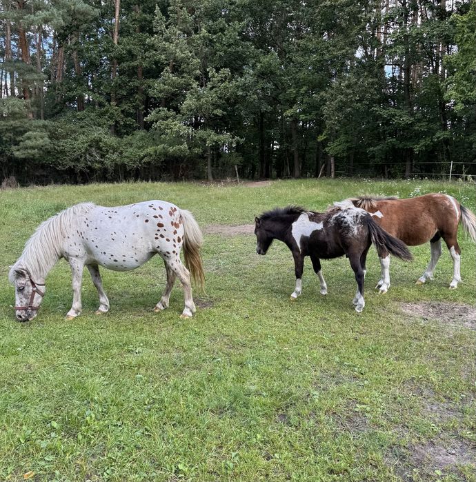 Kucyki, klacze kolorowe, duży wybór