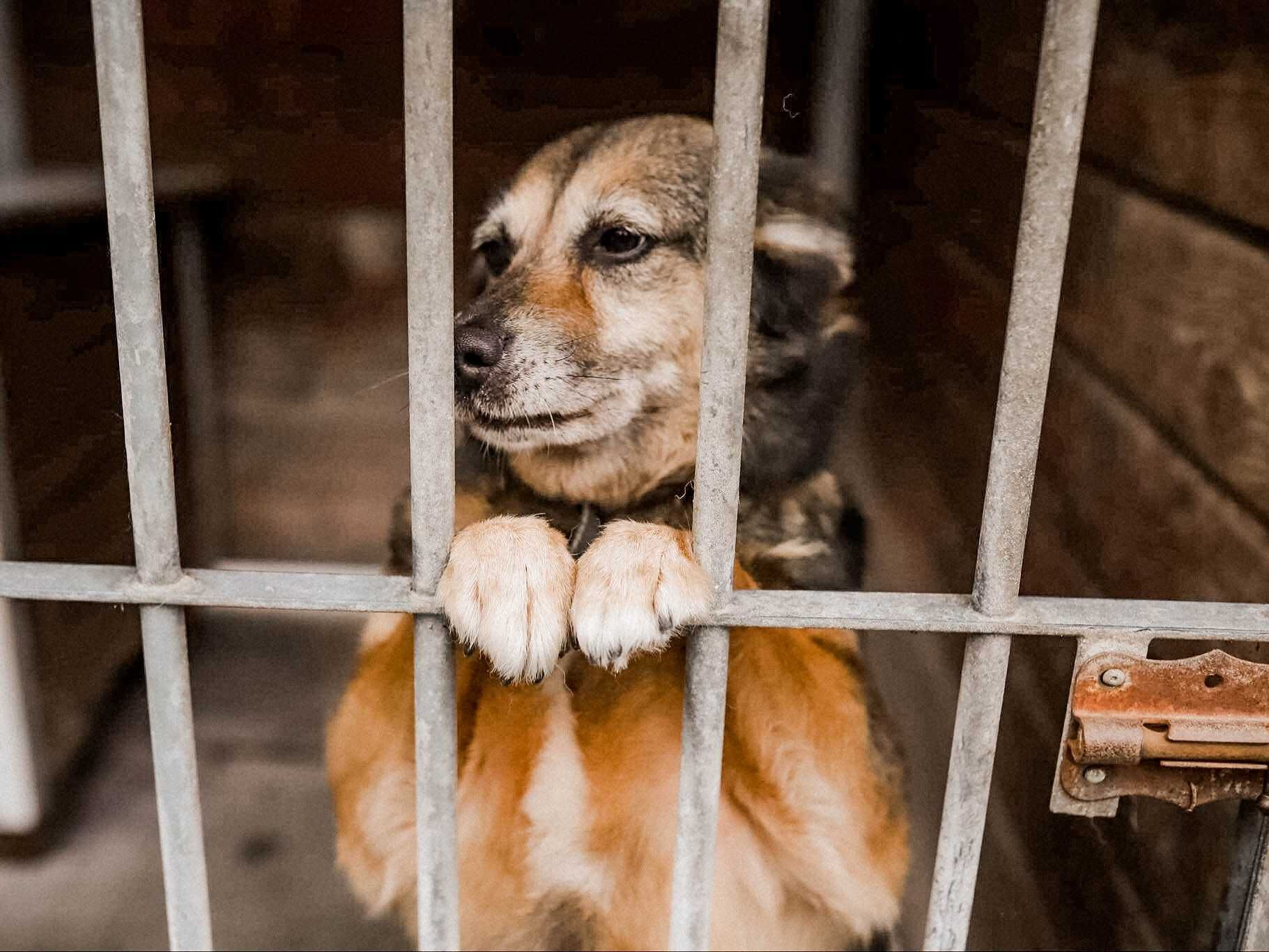 Pestka - uratuj mnie! Adoptuj i zmień moje życie na lepsze!