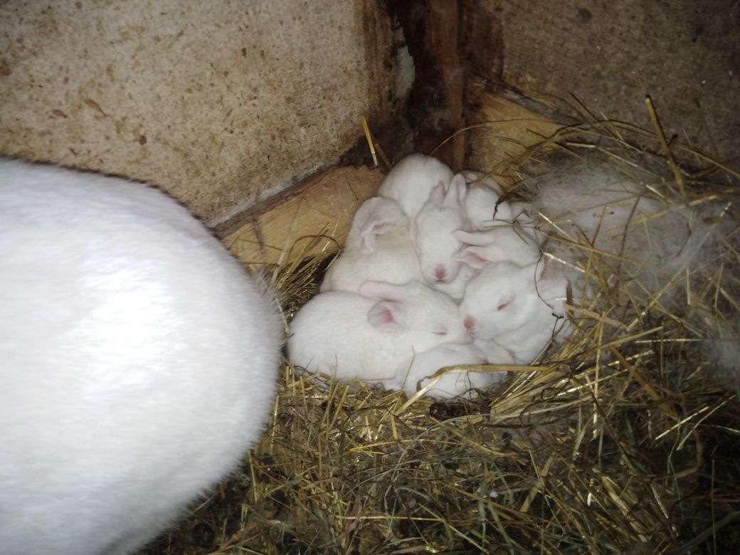 Młode króliczki (zajaczkik)