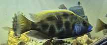 Ciclideo Nimbochromis venustus