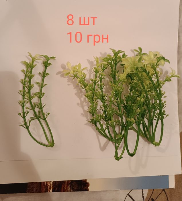 Декоративна зелень