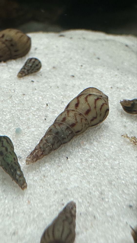 Caracois ( Melanoides tuberculata )