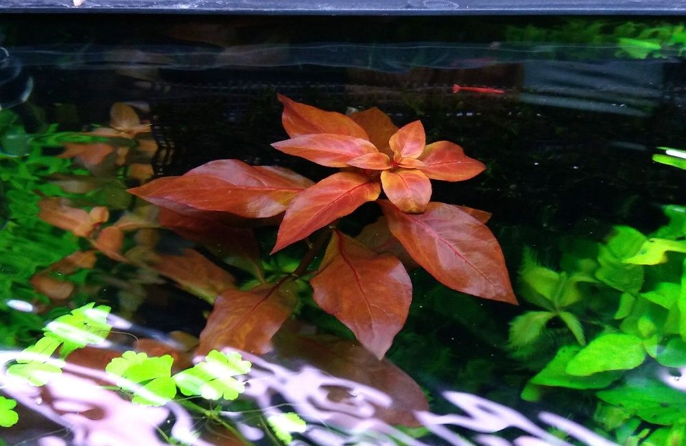 Ludwigia repens rubin