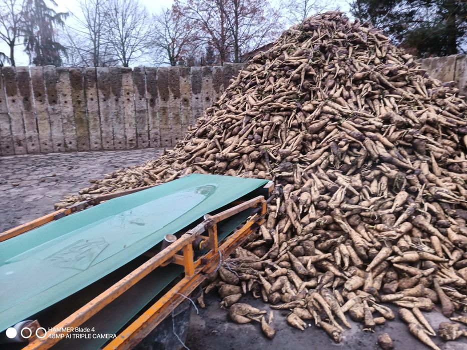 Cykoria korzeniowa 200t