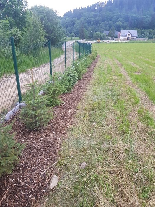 Tuja szmaragd transport sadzenie