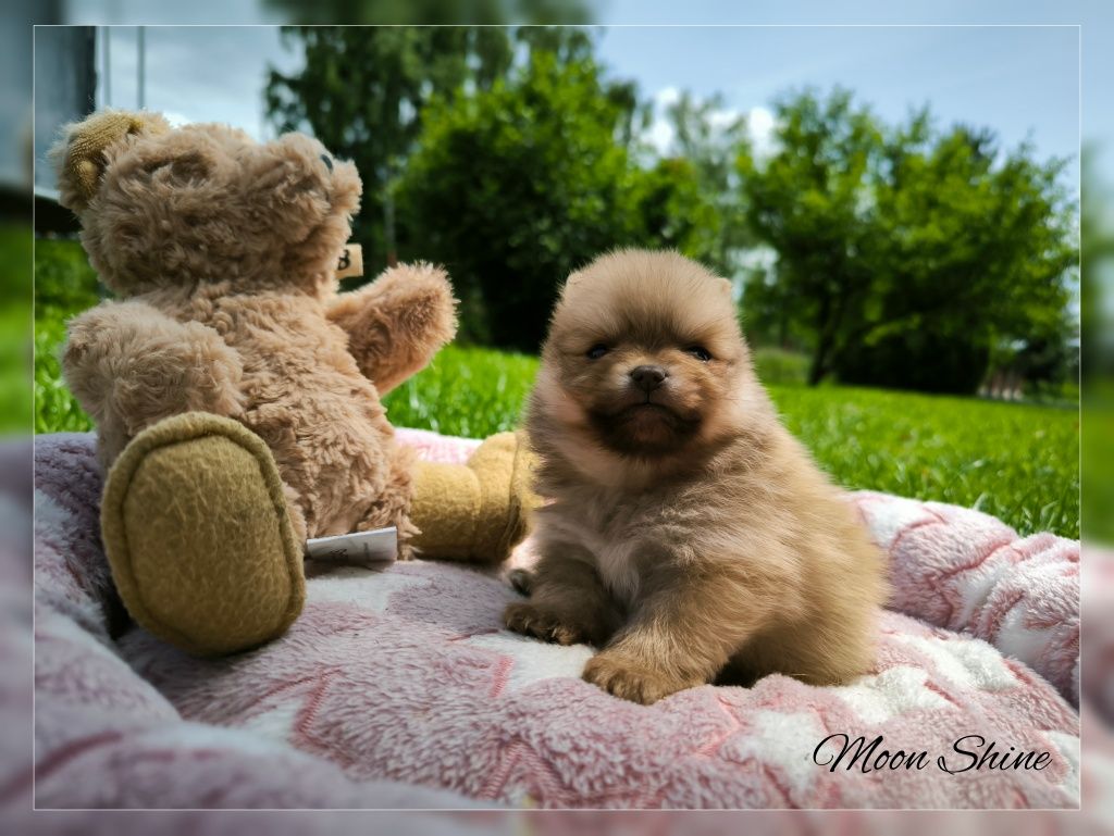 Śliczny samiec Szpic Miniaturowy pomeranian TOP Boo