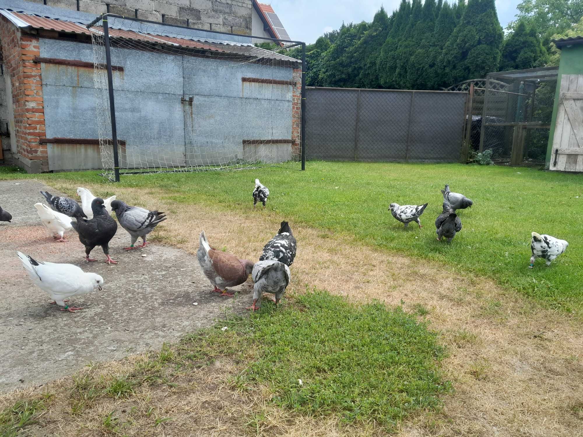 Sprzedam Gołebie kingi