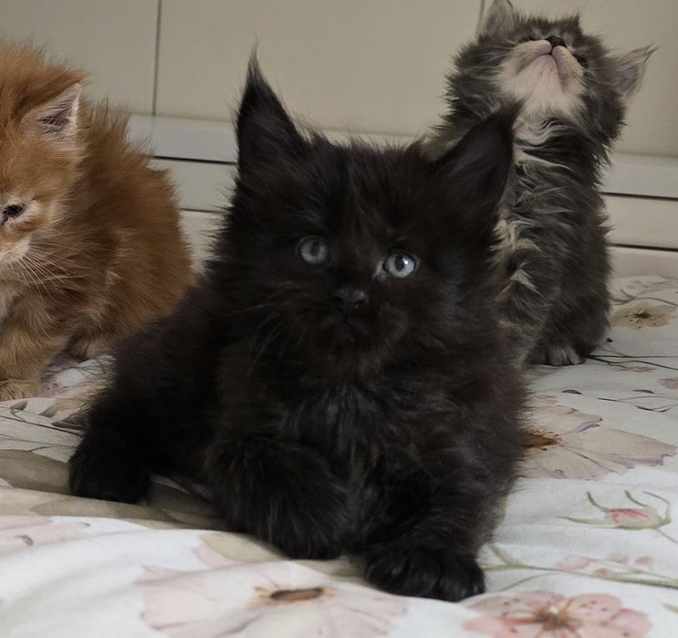 Czarna kotka Maine Coon