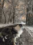 Oddam psa Border Collie, blue merle, rodowód