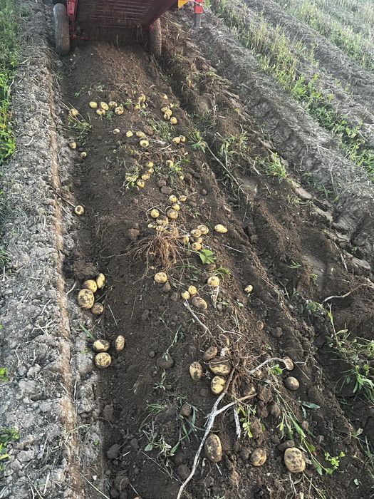 Ziemniaki jadalne i paszowe drobne