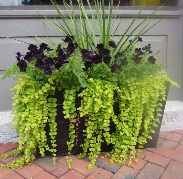 Вербейник монетчатый