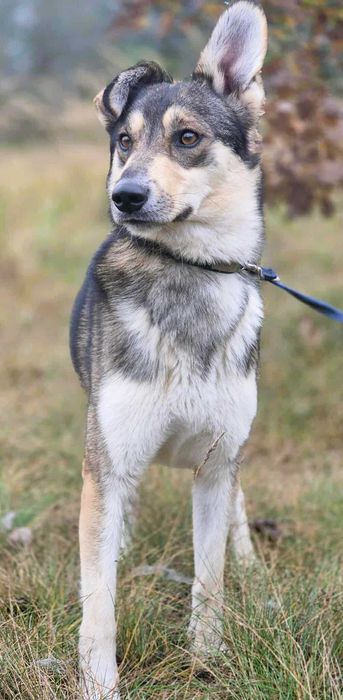 FRED - rok po adopcji Pan oddał mnie jak zbędną rzecz...