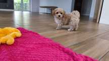Maltipoo maltipoo