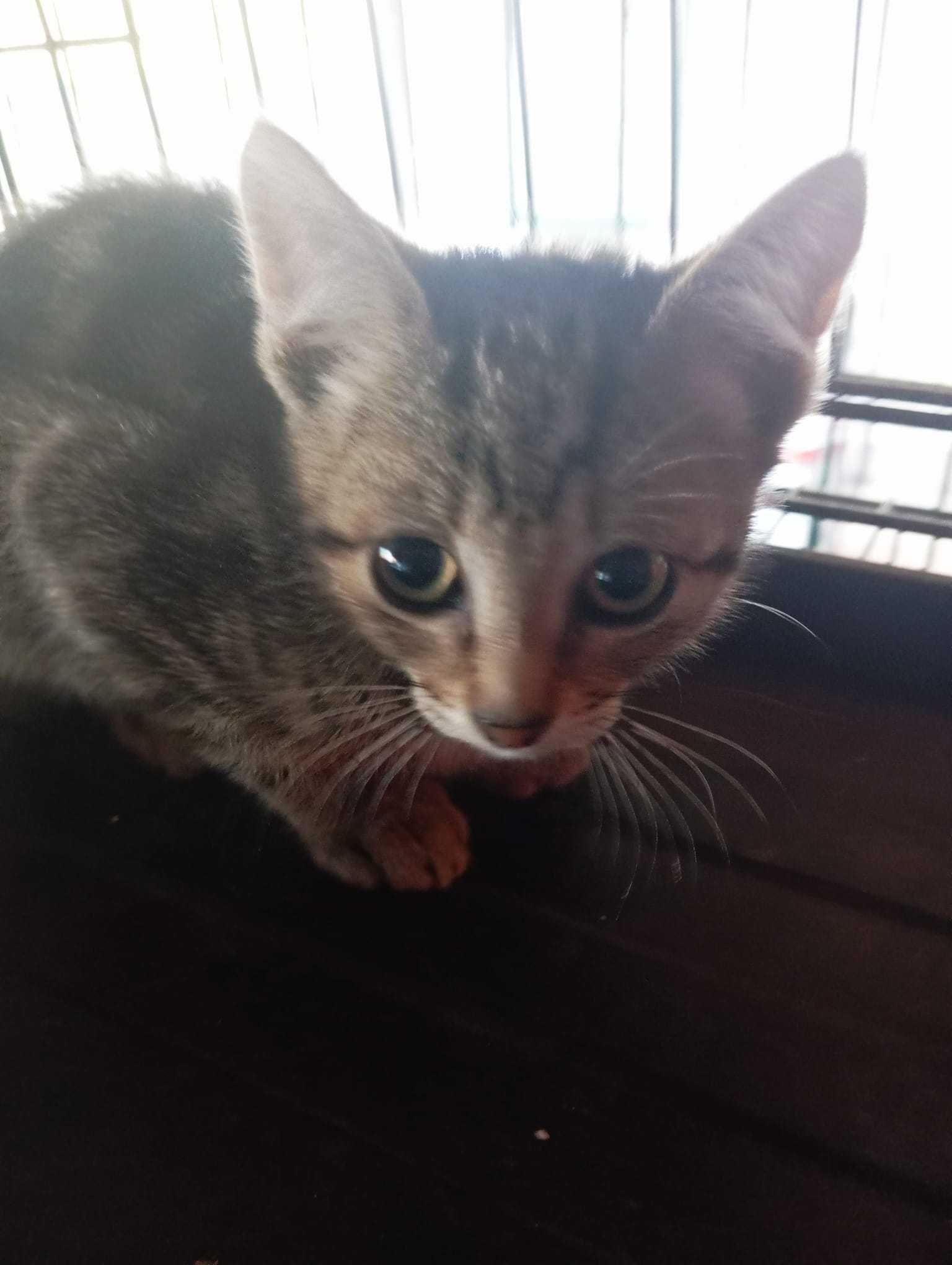 Merlin - Bebé para Adopção