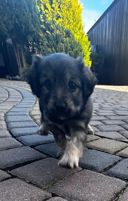 Oddam dwa szczeniaki w dobre rence i samodzielne