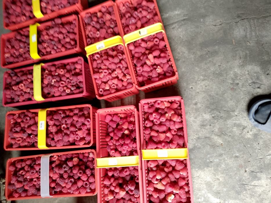 Witam sprzedam sadzonki maliny polonez