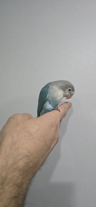 Agaponis domésticados