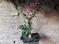 Pré-Bonsai de "Lagerstroemia Indica" *2  - *VENDA URGENTE (DESOCUPAR)*