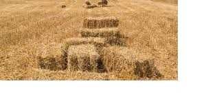 Солома в тюках солома продам