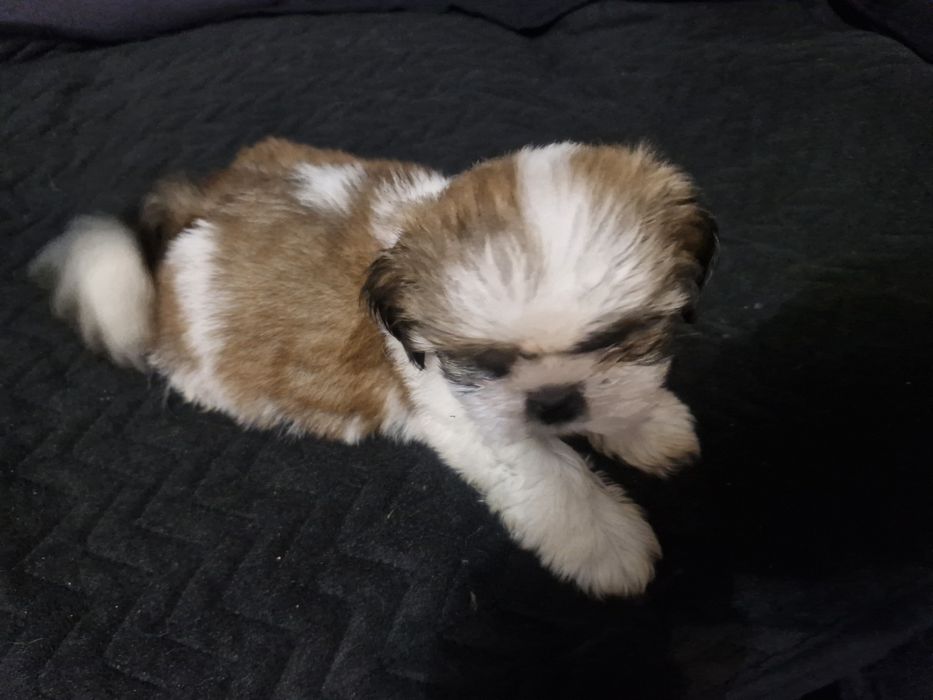 Piesek shih tzu ostatni
