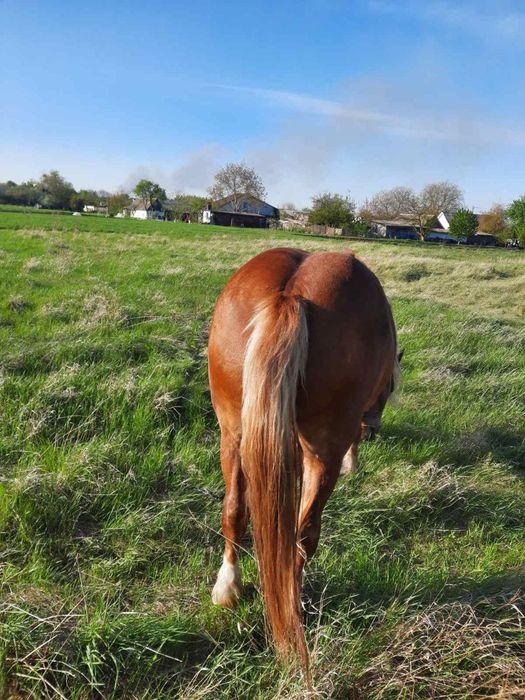 Продам кобилу, 9 років