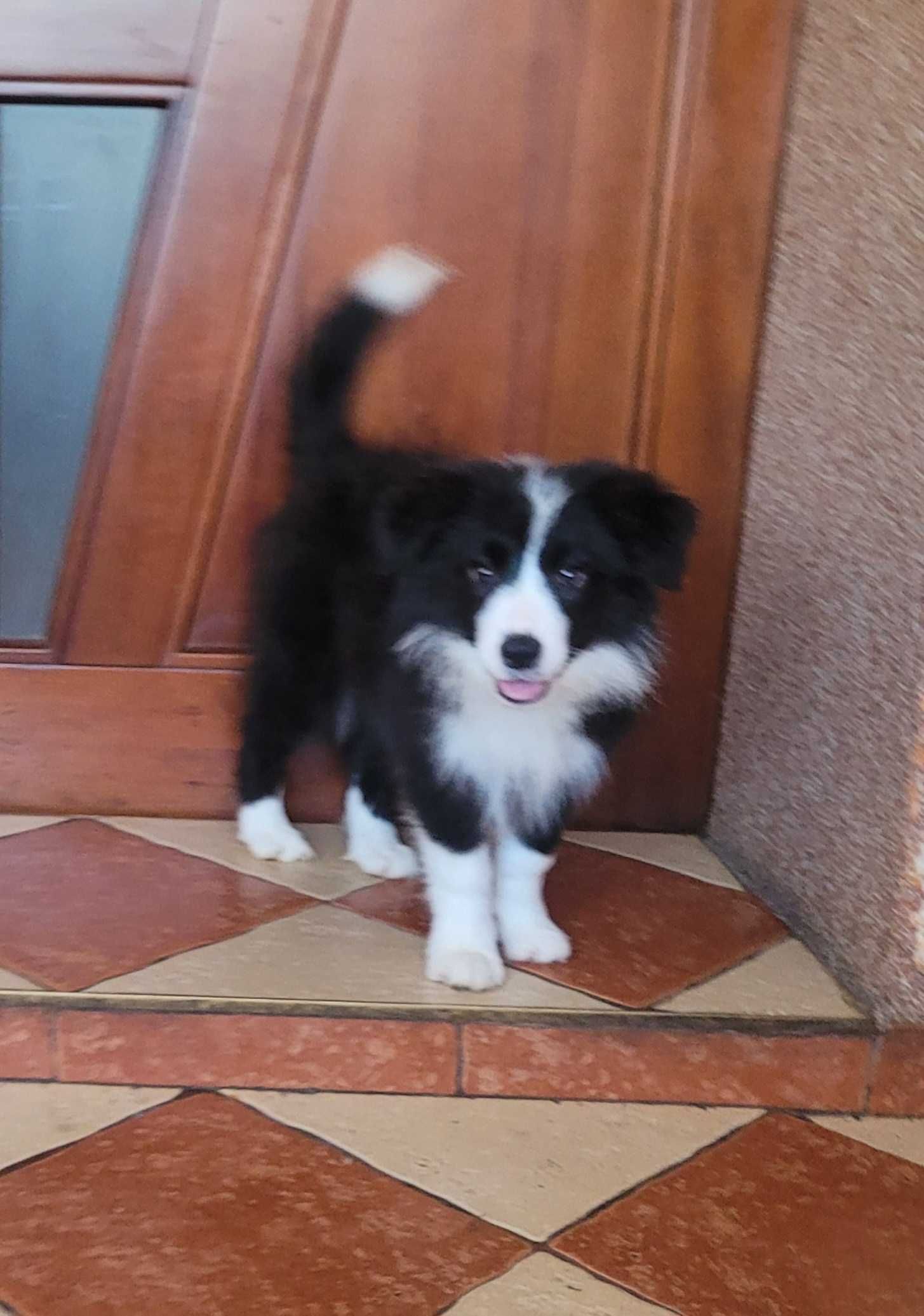 Border collie z metryka Fci