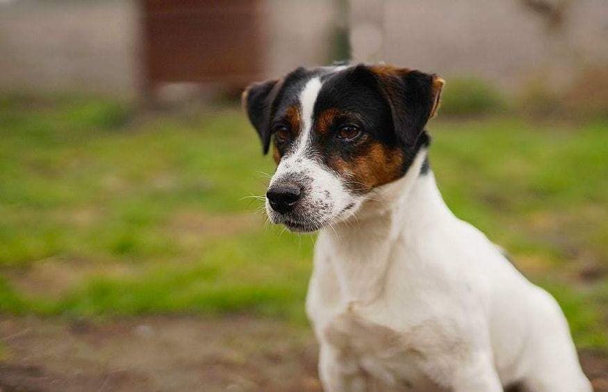 Jack Russell Terrier reproduktor FCI Fioletowa magia