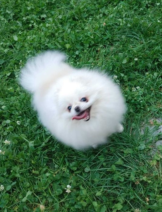 Дуже красива, іграшкова та неймовірно лагідна чорна Помапу дівчинка