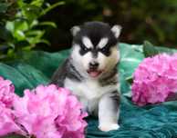 Przepiękna czarno-biała sunia Siberian Husky FCI