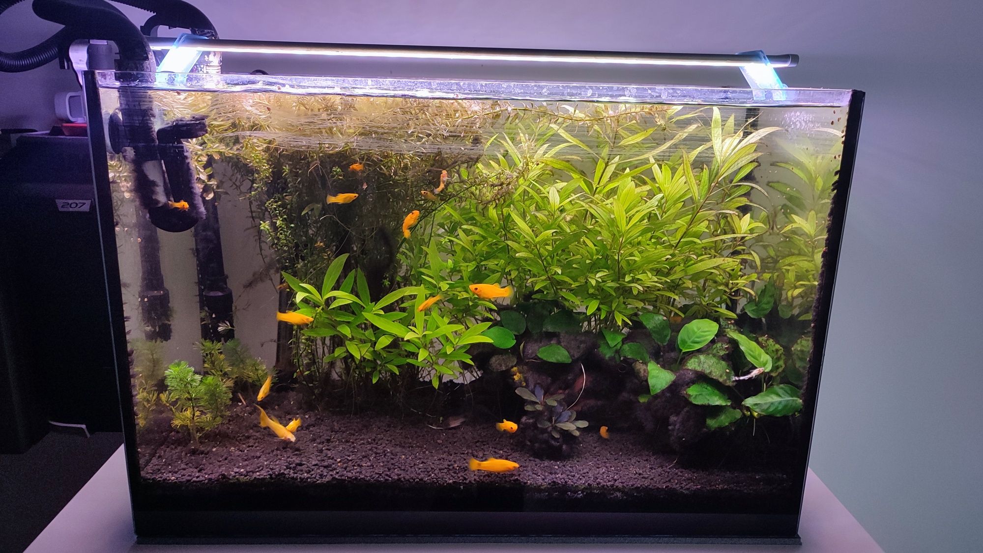 Akwarium 72l z Fluval 207