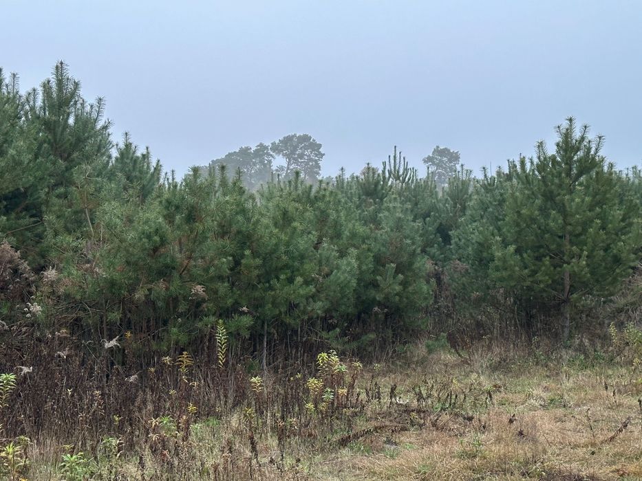 Oddam za darmo drewno sosna, do ścięcia choinki