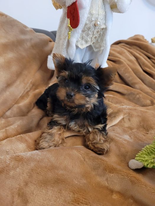 Yorkshire Terrier, piesek, chłopiec york