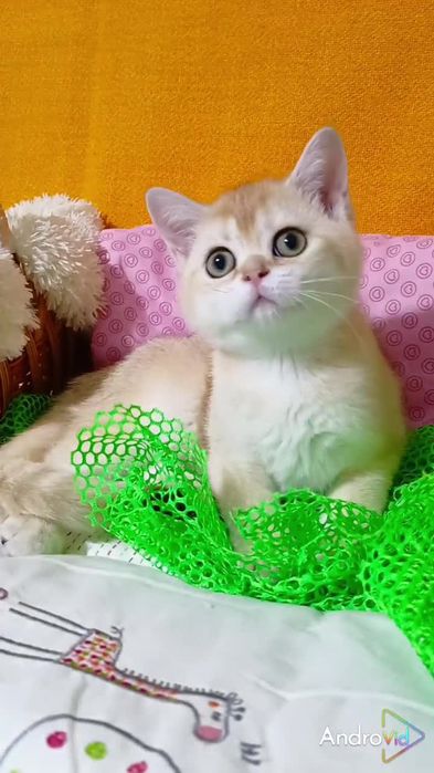 Девочка золотая шиншилла