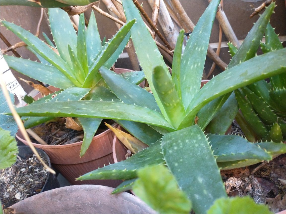 Aloe vera planta biologica