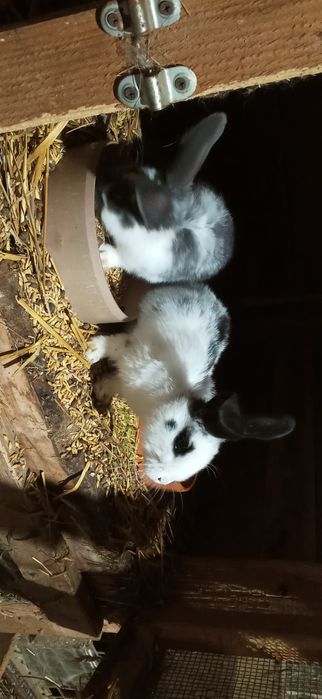 Młode króliki - mieszańce