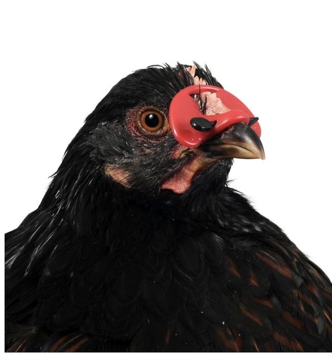 Osłonki, nakladki dla kogutów 10 szt