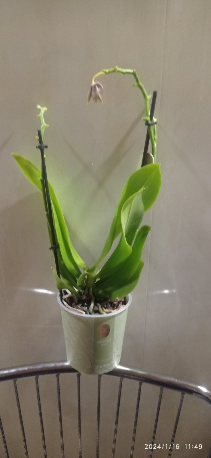 Ароматная орхидея фаленопсис Лиодора.