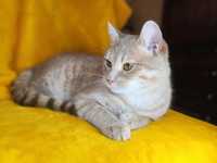 Очаровашка Персей! 1 год (кот, кошка, котёнок, рыжий)
