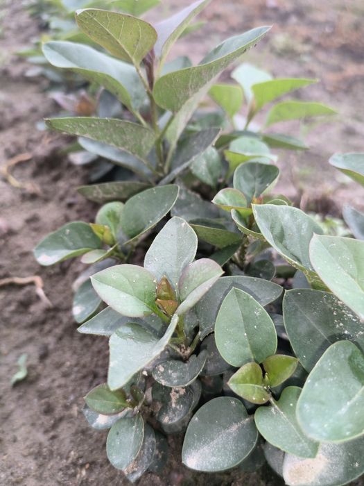 Lilak pospolity  Syringa vulgaris  sadzonki