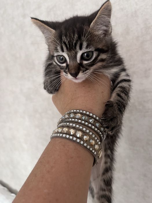 Dois gatinhos para dar