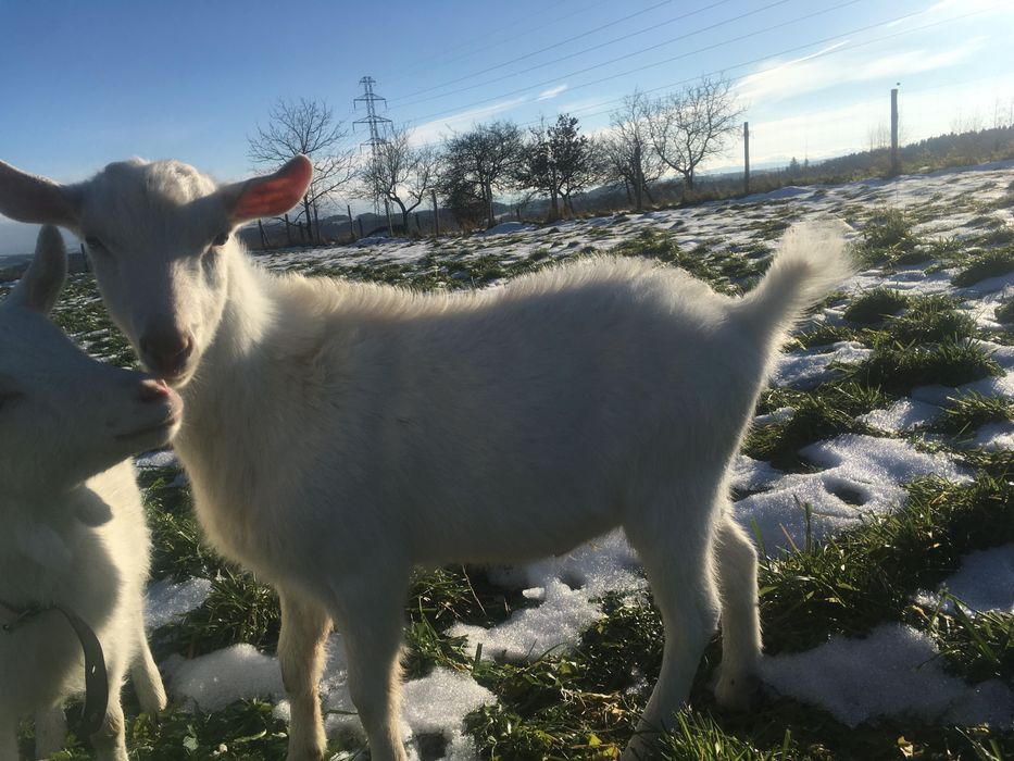koziolek saanenski genetycznie bezrozny po dziadku z rodowodem