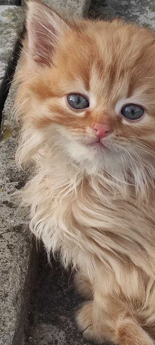 Неймовірні пухнастики! Щастя та радість у ваш дім! Породисті та недуже