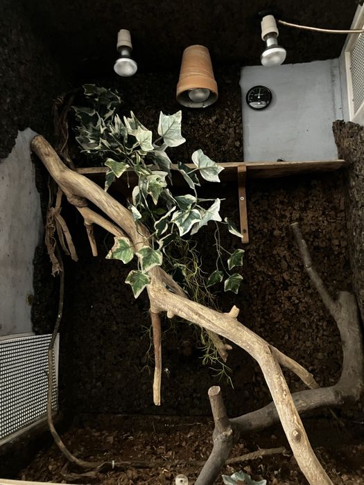 Terrarium dla jaszczurek