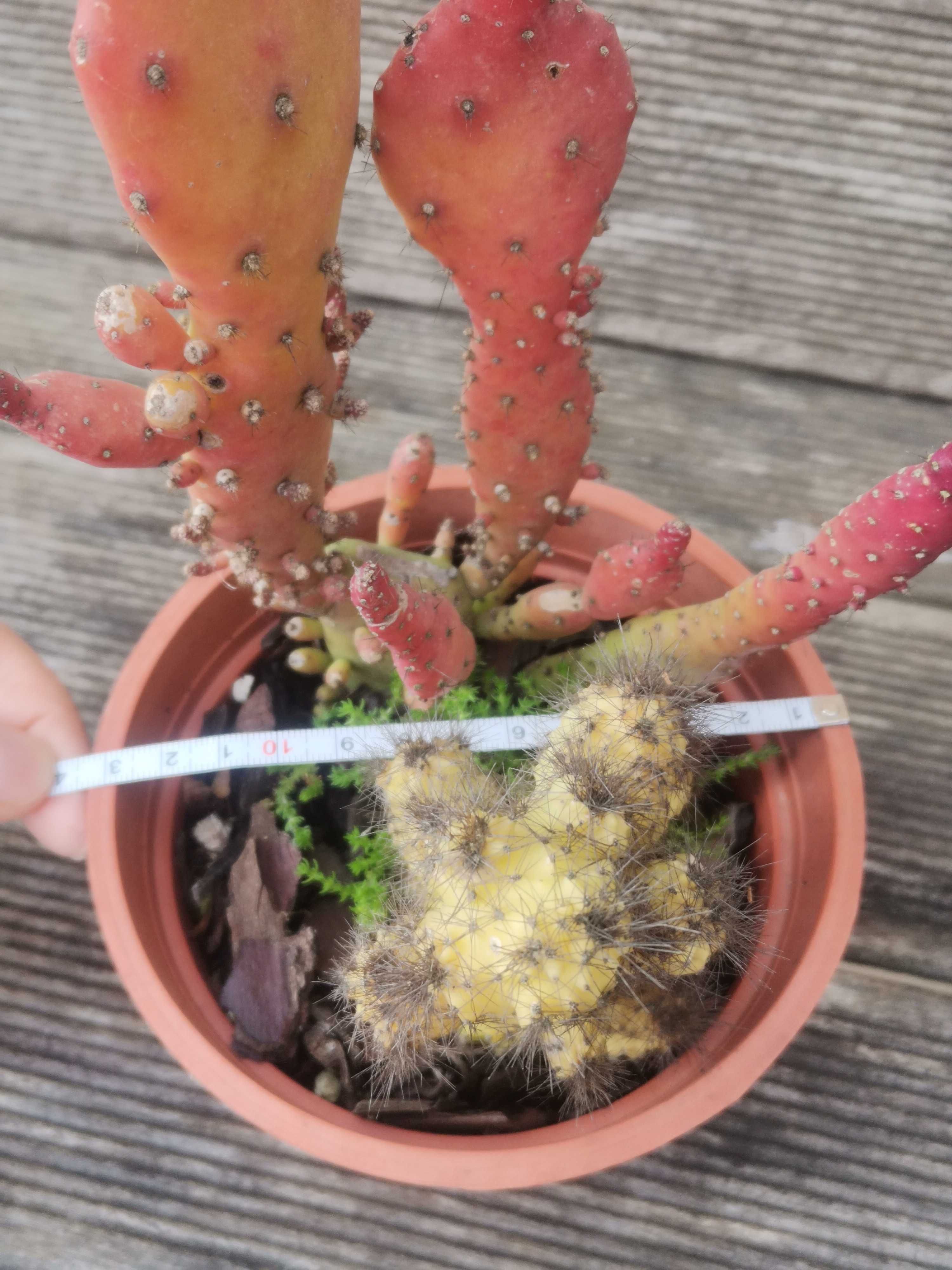 Vaso com 2 cactos