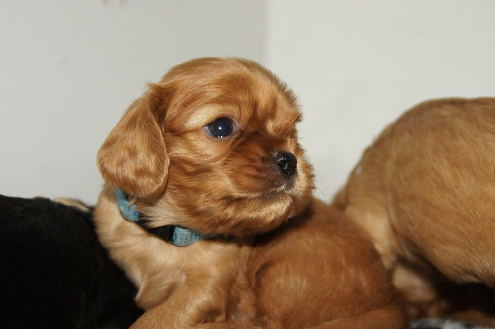 Cavalier King Charles Spaniel FCI, ruby piesek