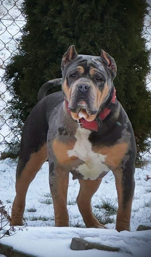 American Bully XL Black Tri ABKC