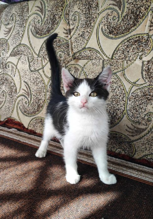 Віддам котика в добрі руки